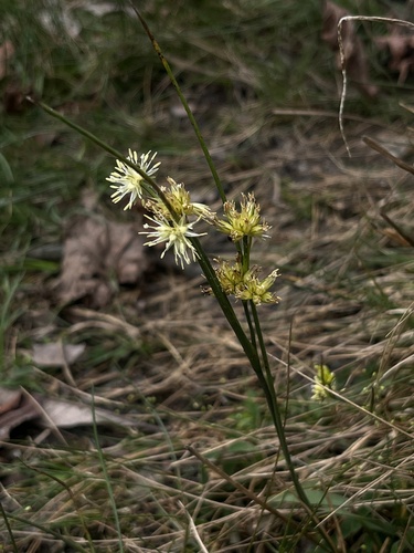 Juncus grisebachii