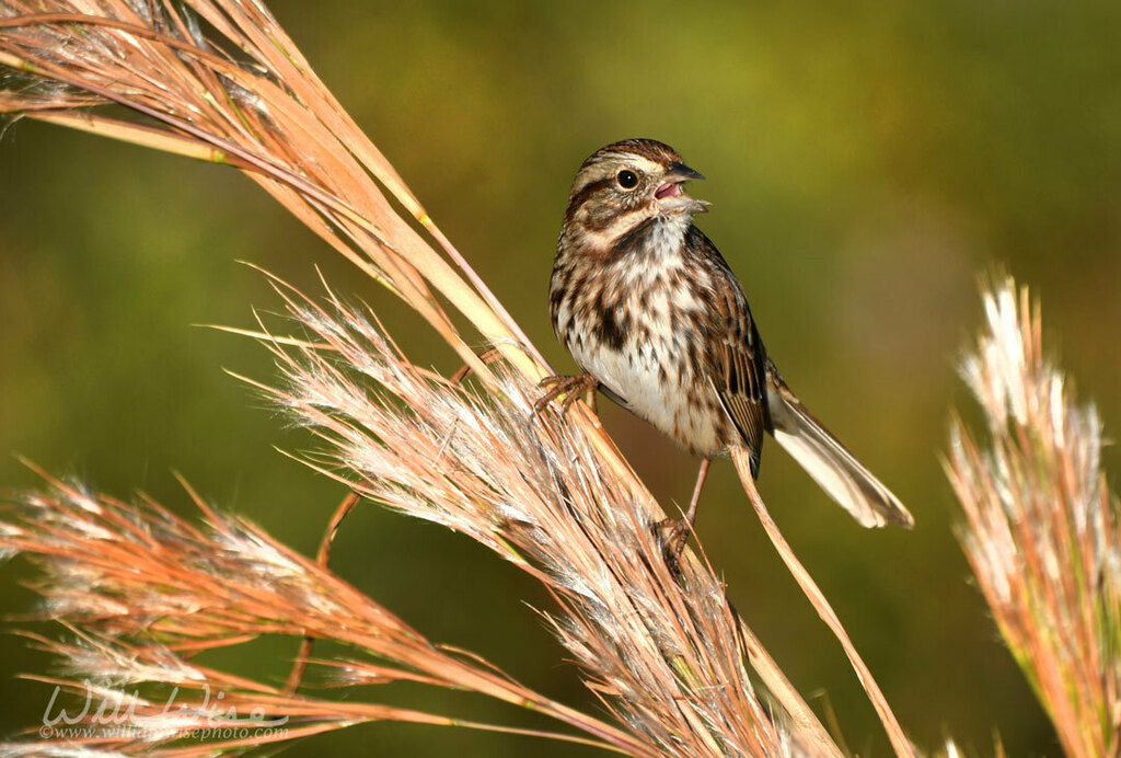 Song Sparrow