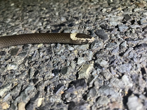 White-crowned Snake sighting