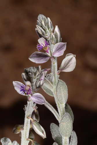 Polygala hohenackeriana