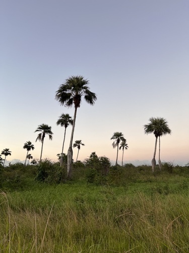 Barrigona Palm
