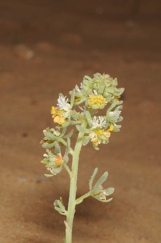 Reseda arabica