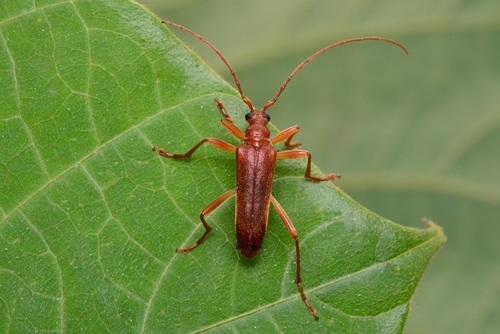 Pseudosieversia