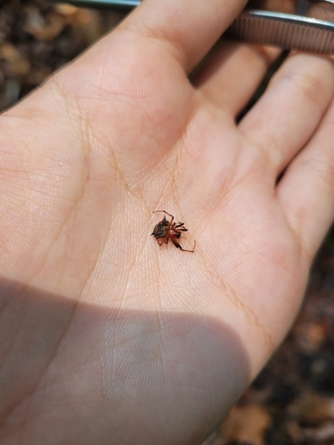 Actinosoma pentacanthum