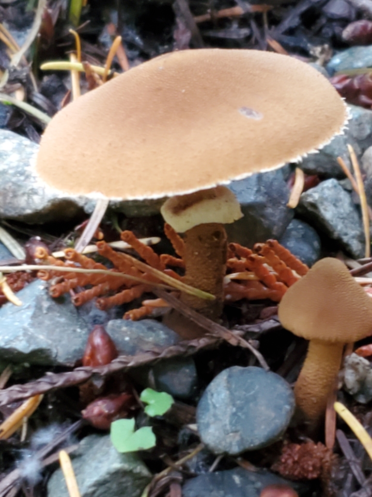 Cystoderma carcharias fallax from Capital, CA-BC, CA on October 25 ...