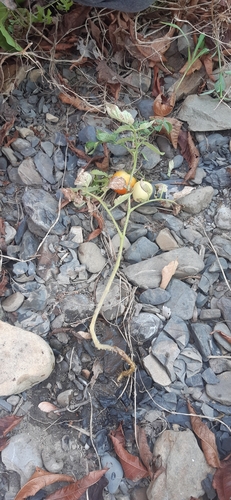tomato