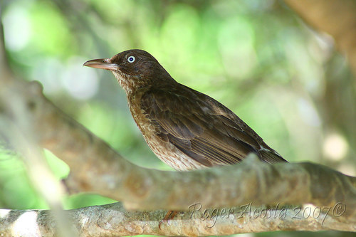 Pearly-eyed Thrasher