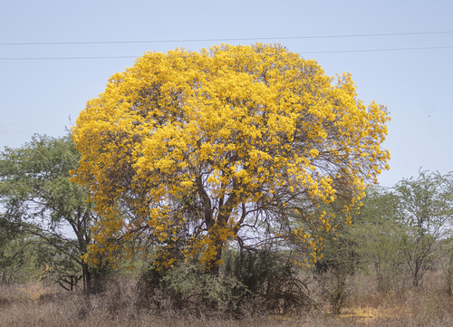 Yellow Trumpet-tree