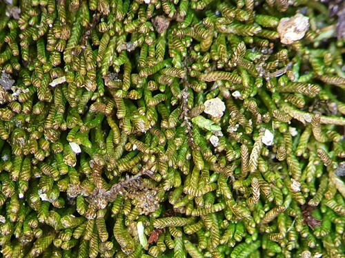 Nothogymnomitrion