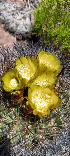 Eriosyce engleri