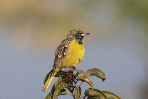 Scott's Oriole