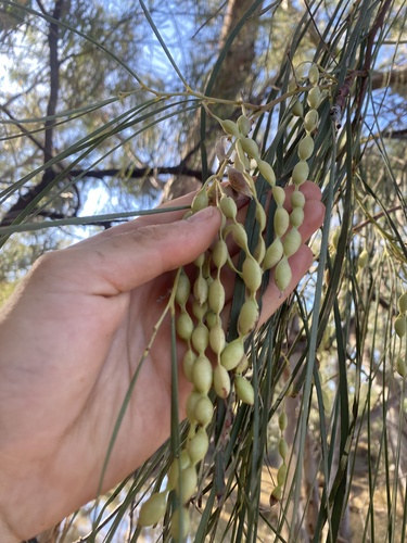 shoestring acacia