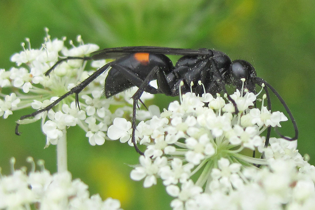Lophopompilus carolinus