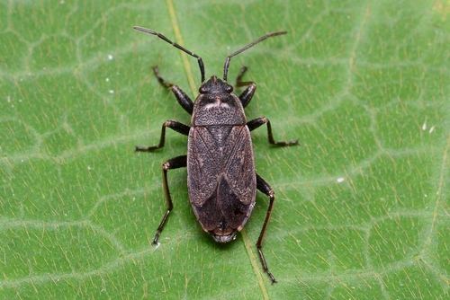 Pyrrhocoris sibiricus · iNaturalist