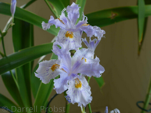 Fan-shape iris (Iris wattii)