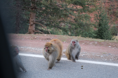 Rhesus Macaque