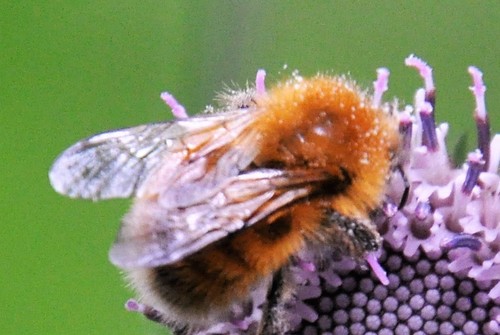 Bombus koropokkrus