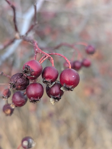 Castlegar's Hawthorn fruiting