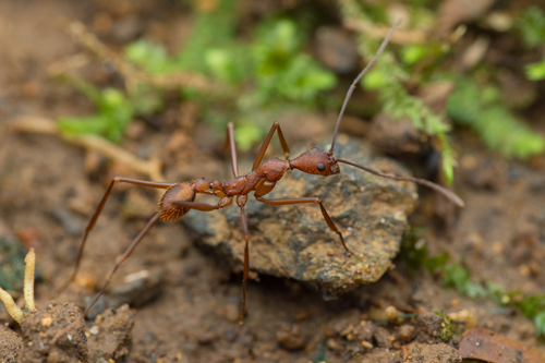 Aphaenogaster araneoides