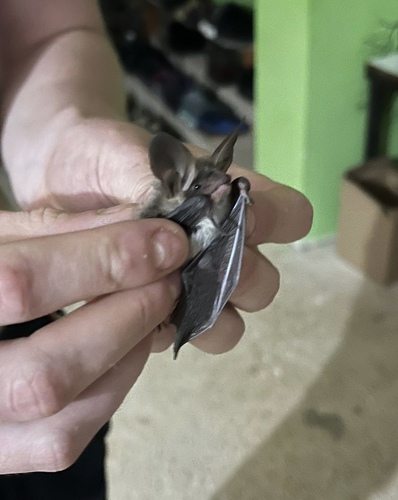 Netopier Bechsteinov (Myotis bechsteinii)