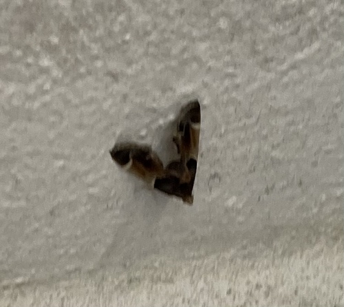 vijačka domová (Pyralis farinalis)