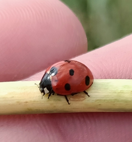 Algerian Seven-spotted Lady Beetle