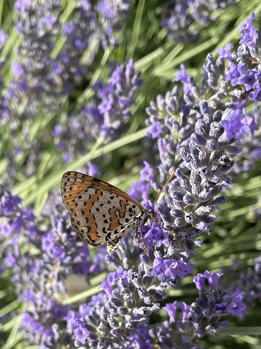 hnedáčik pyštekový (Melitaea didyma)