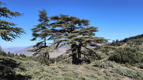 Atlas cedar
