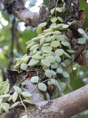 Dischidia nummularia R.Br.
