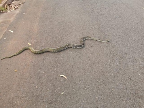 Diamond Python sighting