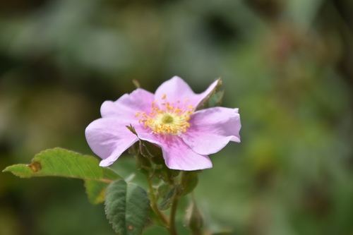 iNaturalist observation photo of California Wild Rose