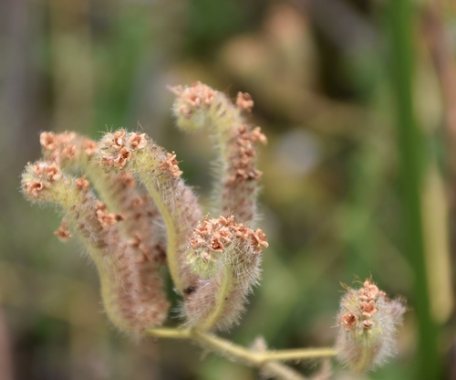 iNaturalist observation photo of branching phacelia