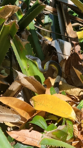 Common Tree Snake sighting