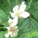 Rubus nemoralis - Photo (c) Fraser C, todos los derechos reservados, subido por Fraser C