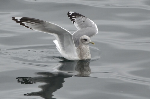 Short-billed Gull