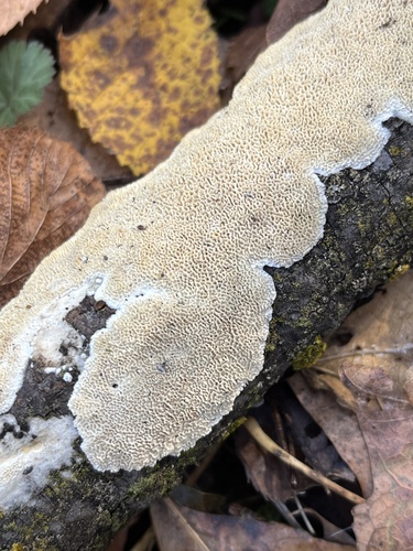 Milk-white Toothed Polypore