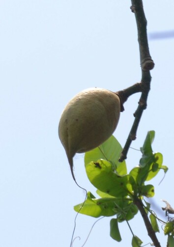 Pachira cearensis