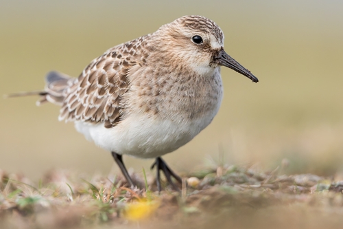Baird's Sandpiper