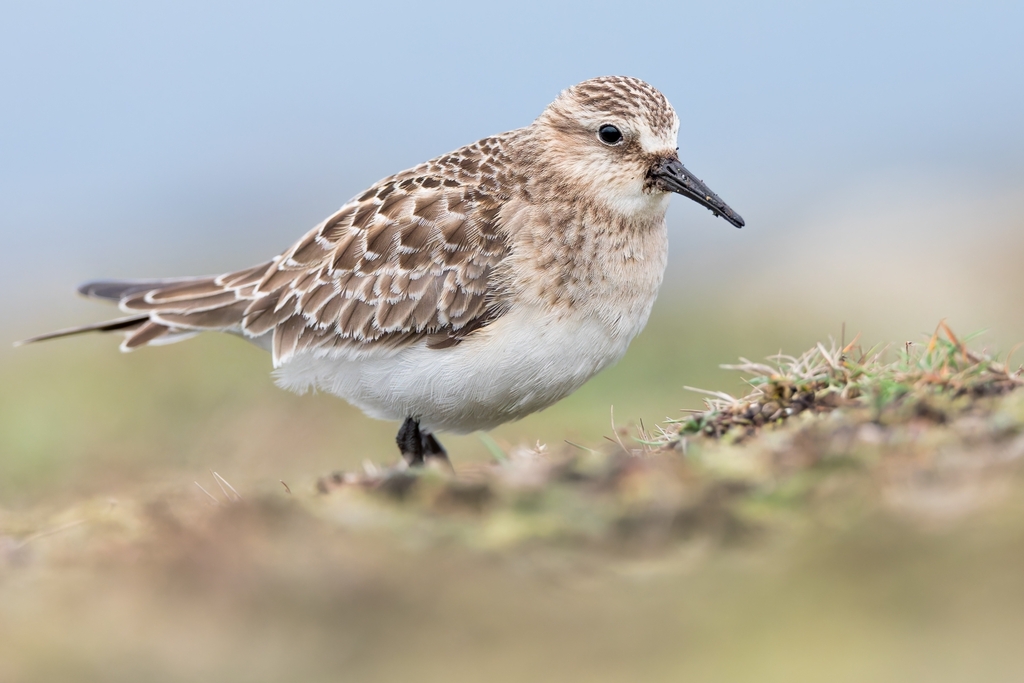 Baird's Sandpiper photo