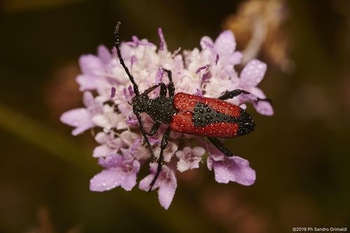 heart longhorn beetle