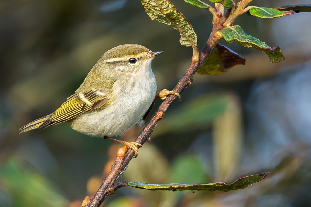 Yellow-browed Warbler photo