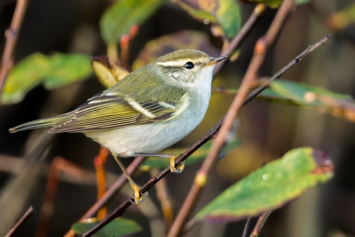 Yellow-browed Warbler