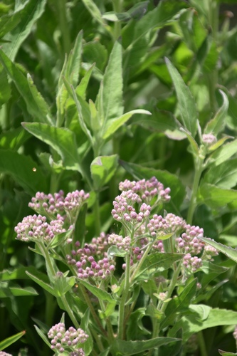 iNaturalist observation photo of marsh fleabane
