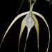 Brassavola appendiculata - Photo (c) FREDDY PITAN, all rights reserved, uploaded by FREDDY PITAN