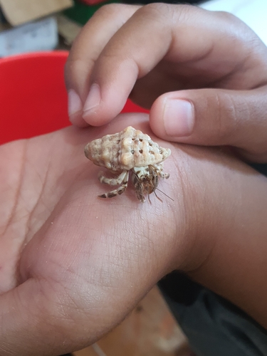 Tawny Hermit Crab