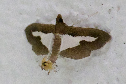 Cucumber Moth