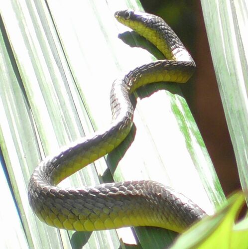Common Tree Snake sighting