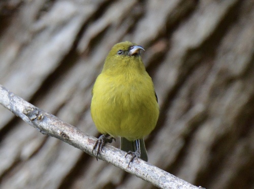 Chlorodrepanis flava (A.Bloxam, 1827)