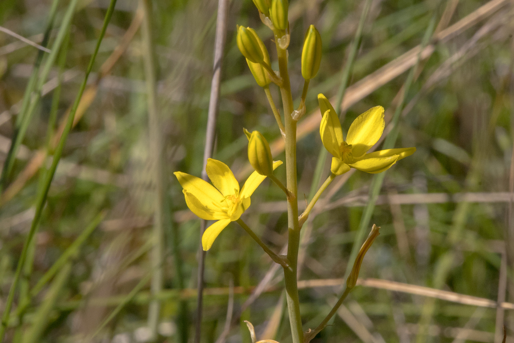 Bulbine Lily from Melbourne VIC, Australia on September 18, 2024 at 01: ...