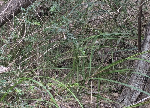 Tiger Snake sighting